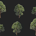 Various Forms Arbor Trees In Multiple 3D Rendered Models On Black Background