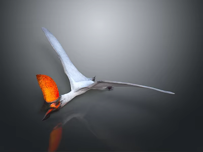 Pterosaur with Spread Wings and Orange Crest on Gray Gradient Background with Reflection 3d model