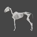 Detailed White Horse Skeleton 3D Model with Realistic Bone Structure and Posture