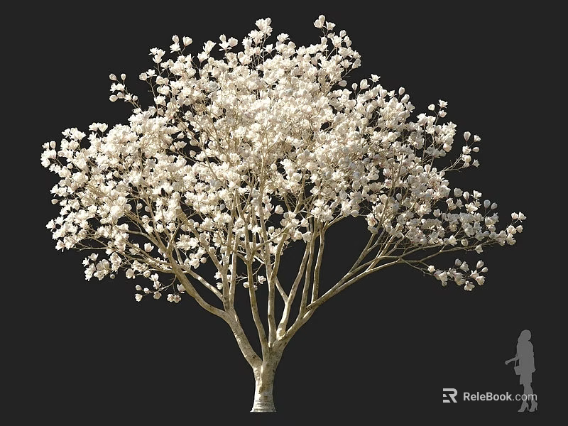 Flowering Tree with Lush White Blossoms Multiple Trunks Dark Background and Human Silhouette 3d model