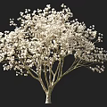 Flowering Tree with Lush White Blossoms Multiple Trunks Dark Background and Human Silhouette 3d model