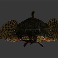 Distinctive Aquatic Animal With Black Body Large Mouth Fan Shaped Fins And Red Accents