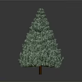 Tall Green Pine Tree With Dense Foliage Isolated On Gray Background