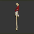 Detailed Human Leg Bone Muscle Anatomical 3D Model Structure Illustration