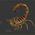 Close Up View Of Striped Scorpion With Curled Tail And Shiny Exoskeleton On Dark Background