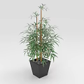 Indoor Decorative Bamboo Plant With Green Leaves In Black Square Pot