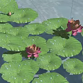 Pink Lotus Flowers With Green Lily Pads And Water Droplets On Water Surface