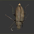 Close Up View Of Shiny Iridescent Beetle With Metallic Sheen On Dark Background