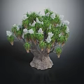 Lizard Perched On Dragon Blood Tree With Green Leaves And White Flowers
