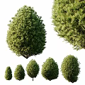Green Garden Shrubs Landscaping With Different Sizes Round And Pine Like Shapes