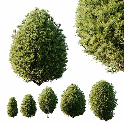 Green Garden Shrubs Landscaping With Different Sizes Round And Pine Like Shapes 3d model