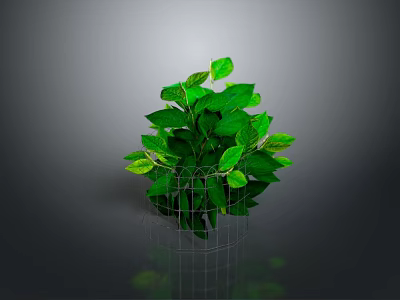 Green Plant With Lush Green Leaves In Metal Grid Planter Against Gray Background With Reflection 3d model