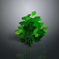 Green Plant With Lush Green Leaves In Metal Grid Planter Against Gray Background With Reflection