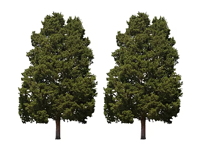 Two Green Arbor Trees With Thick Trunks And Lush Dense Canopies 3d model