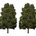 Two Green Arbor Trees With Thick Trunks And Lush Dense Canopies