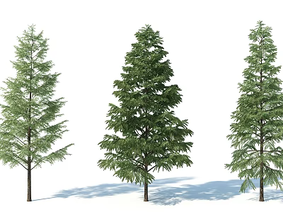 Three Evergreen Arbor Trees With Dense Green Foliage And Straight Trunks Isolated On White Background 3d model