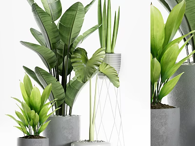 Various Types Of Indoor Potted Plants With Green Leaves On Gray Pots And Stands 3d model