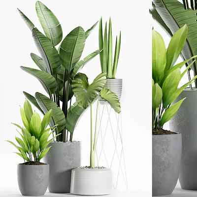 Various Types Of Indoor Potted Plants With Green Leaves On Gray Pots And Stands 3d model