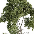 Indoor Bonsai Tree With Lush Green Foliage And Elegant Branch Structure