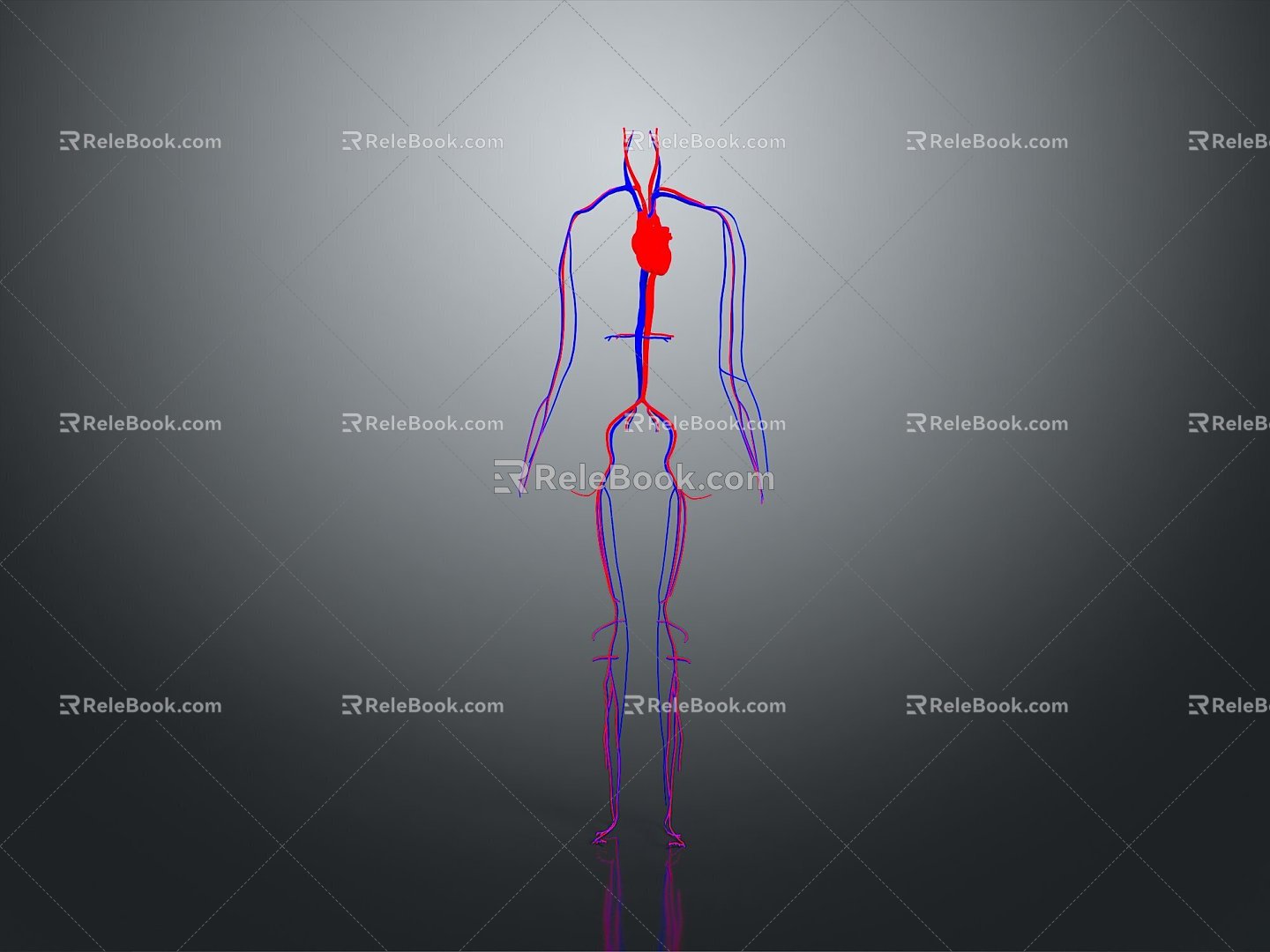 Blood Body Blood Vessel Vessel Artery Vessel Artery Planing Surface Figure Blood Vessel Planing Surface Human Body 3d model