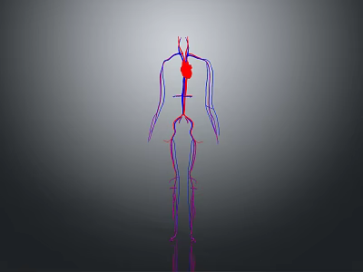 Blood Body Blood Vessel Artery Vessel Artery Planing Surface Figure Blood Vessel Planing Surface Human Body 3d model