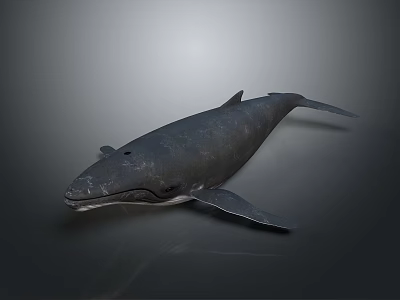Realistic 3D Whale Model with Detailed Body Fins and Dark Background 3d model
