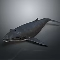 Realistic 3D Whale Model with Detailed Body Fins and Dark Background