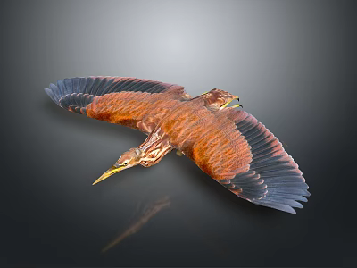 A Flying Bird with Brown and Blue Wings Spreading Against Dark Background with Reflection 3d model