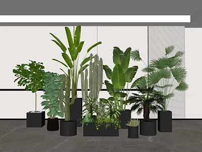 Indoor Potted Plants Collection With Various Green Foliage In Black Pots 3d model