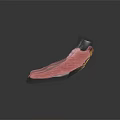 3D Dental Model With Pink Gum Structure And Metal Component For Oral Study