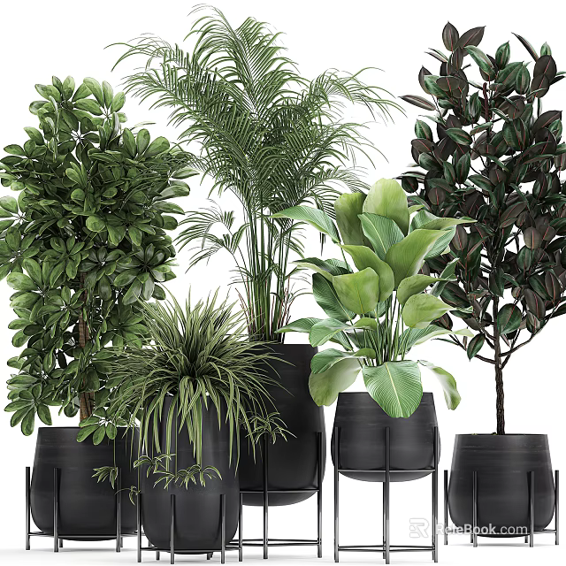 Various Green Potted Plants With Large Leaves Different Shapes And Black Pots 3d model 