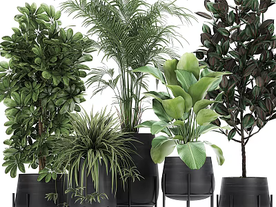 Various Green Potted Plants With Large Leaves Different Shapes And Black Pots 3d model