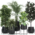 Various Green Potted Plants With Large Leaves Different Shapes And Black Pots