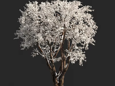 White Covered Tree with Dense Branches and Brown Trunk Against Dark Background 3d model