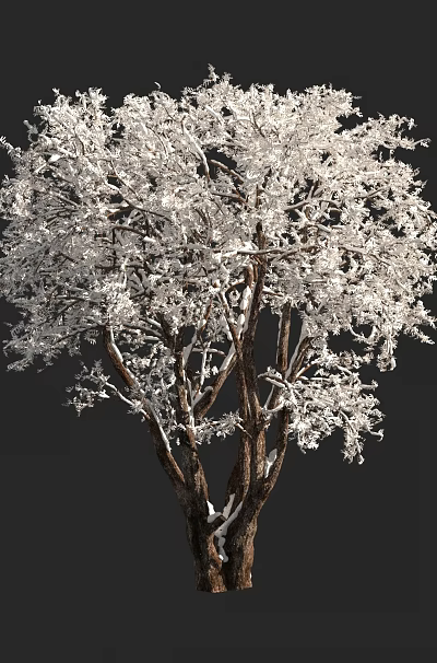White Covered Tree with Dense Branches and Brown Trunk Against Dark Background 3d model