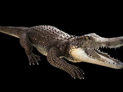 Realistic Crocodile With Open Mouth Detailed Scales And Sharp Teeth On Black Background 3d model