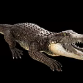 Realistic Crocodile With Open Mouth Detailed Scales And Sharp Teeth On Black Background