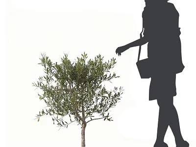 Olive Tree with Lush Foliage Near Silhouette of Woman Carrying Handbag 3d model