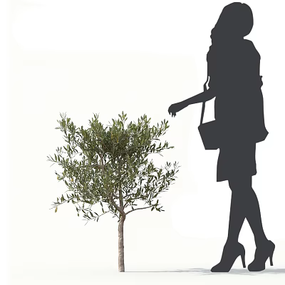 Olive Tree with Lush Foliage Near Silhouette of Woman Carrying Handbag 3d model