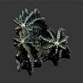 Green Columnar Cactus Plant With Multiple Stems On Dark Background With Reflection