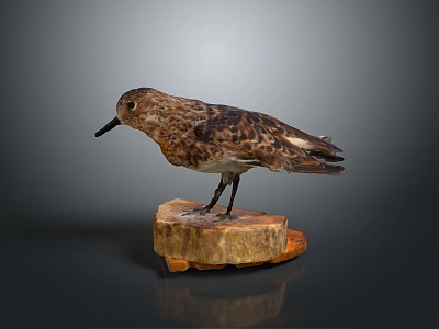 Detailed Bird Taxidermy Specimen Perched On Wooden Stump Against Dark Background 3d model