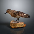 Detailed Bird Taxidermy Specimen Perched On Wooden Stump Against Dark Background