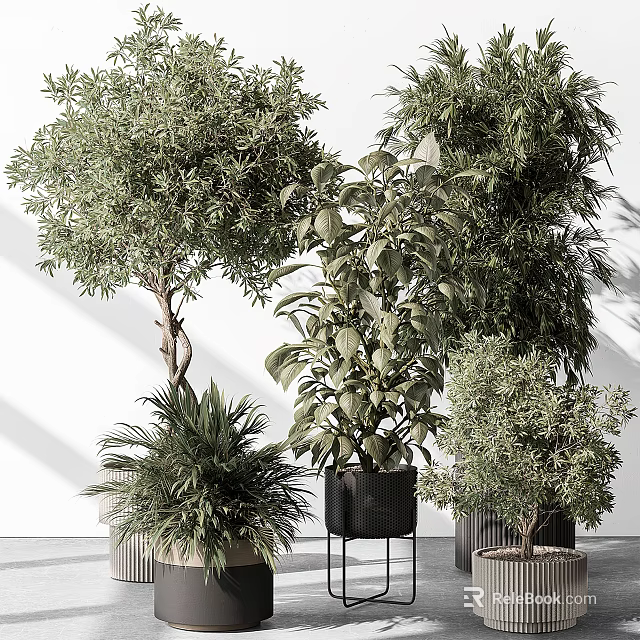 Indoor Bonsai Potted Plants with Olive Tree Fern and Large Leaf Varieties in Stylish Pots 3d model 
