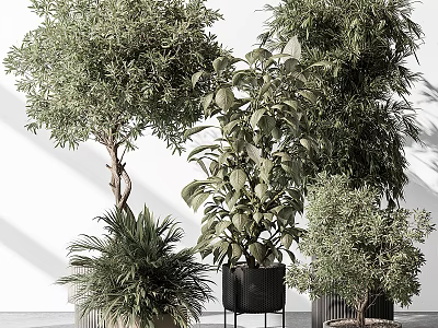 Indoor Bonsai Potted Plants with Olive Tree Fern and Large Leaf Varieties in Stylish Pots 3d model