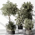 Indoor Bonsai Potted Plants with Olive Tree Fern and Large Leaf Varieties in Stylish Pots