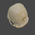 Detailed White Human Skull Model Isolated On Gray Background With Anatomical Features 3d model