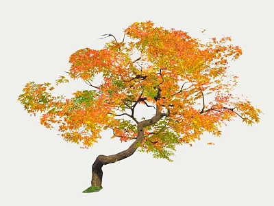 Autumn Tree With Colorful Orange Yellow Green Leaves And Curved Trunk 3d model