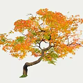 Autumn Tree With Colorful Orange Yellow Green Leaves And Curved Trunk