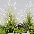 White Ornamental Grass With Lush Green Foliage And Moss Covered Stones