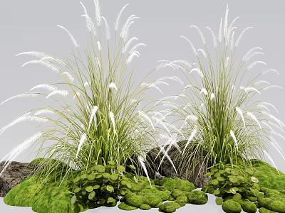 White Ornamental Grass With Lush Green Foliage And Moss Covered Stones 3d model